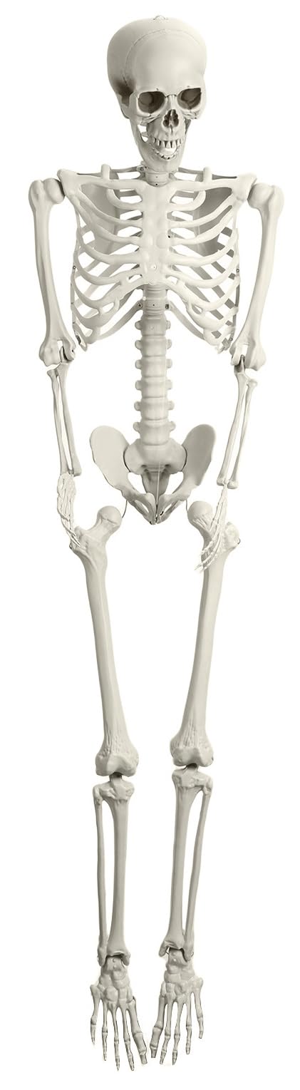 Full Size Poseable Plastic Skeleton F181