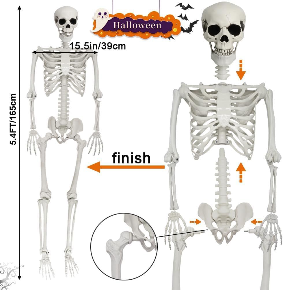 Full Size Poseable Plastic Skeleton F181