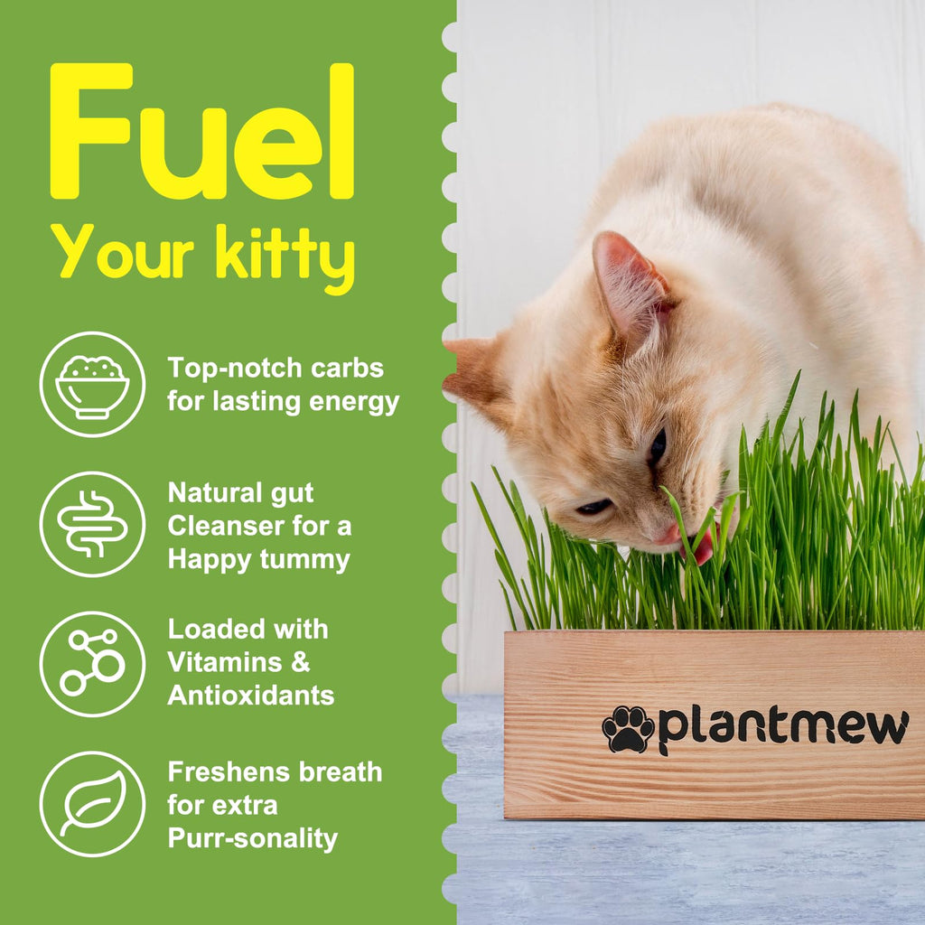 Cat Grass Kit with Seeds, Soil & Planter Pots T8336