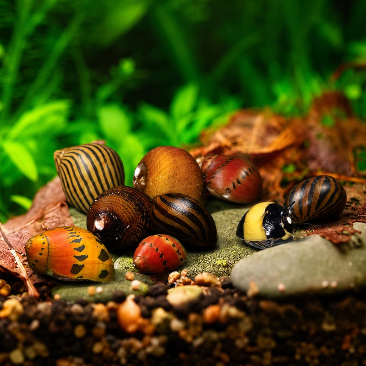 Assorted Nerite Snails 6 Pack Freshwater Aquarium Snails N36706