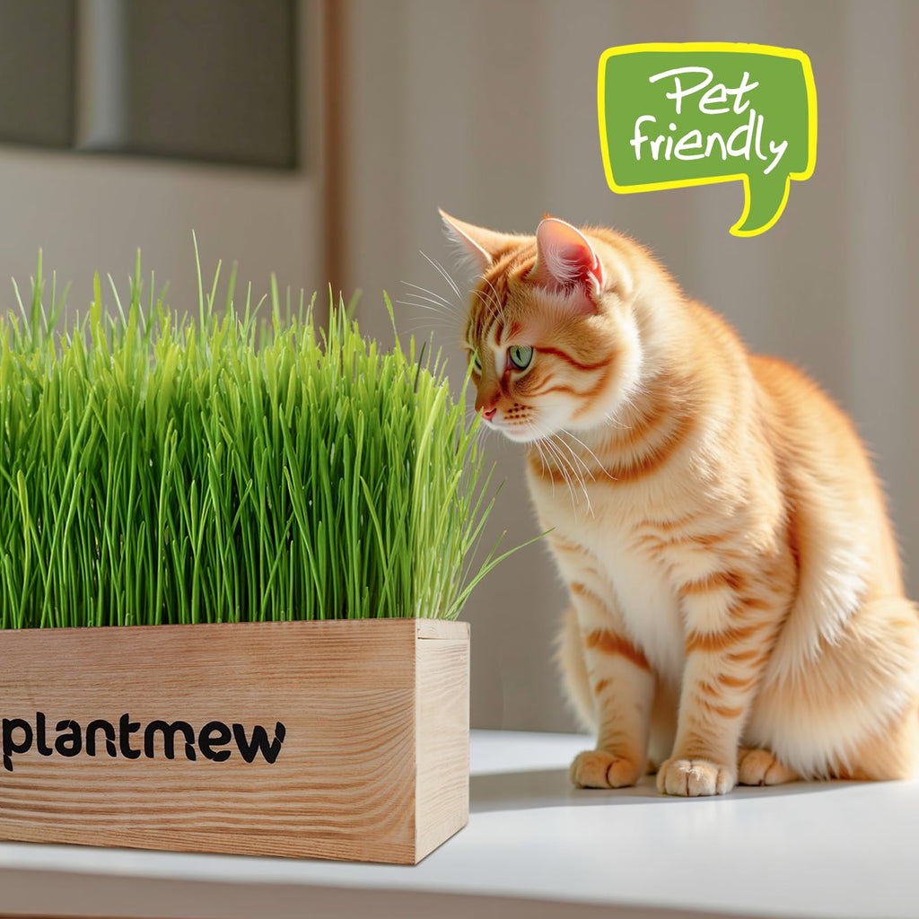 Cat Grass Kit with Seeds, Soil & Planter Pots T8336