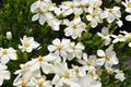 White Blooms Dwarf Evergreen Gardenia Shrub 2 Gallon Plant L302