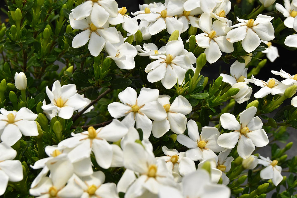 White Blooms Dwarf Evergreen Gardenia Shrub 2 Gallon Plant L302