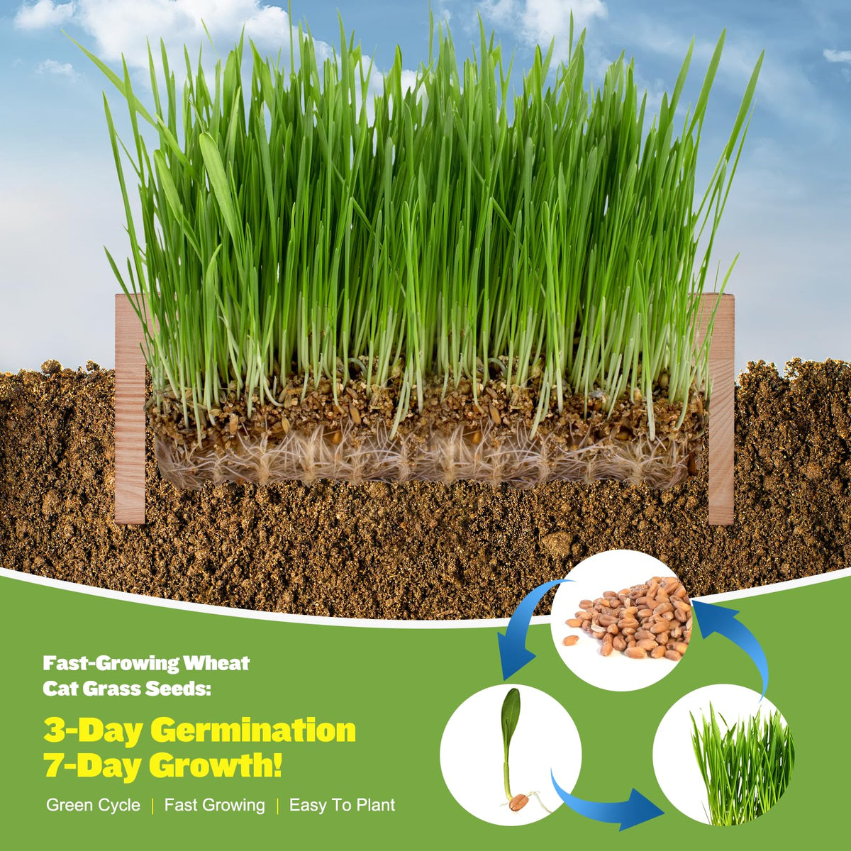 Cat Grass Kit with Seeds, Soil & Planter Pots T8336