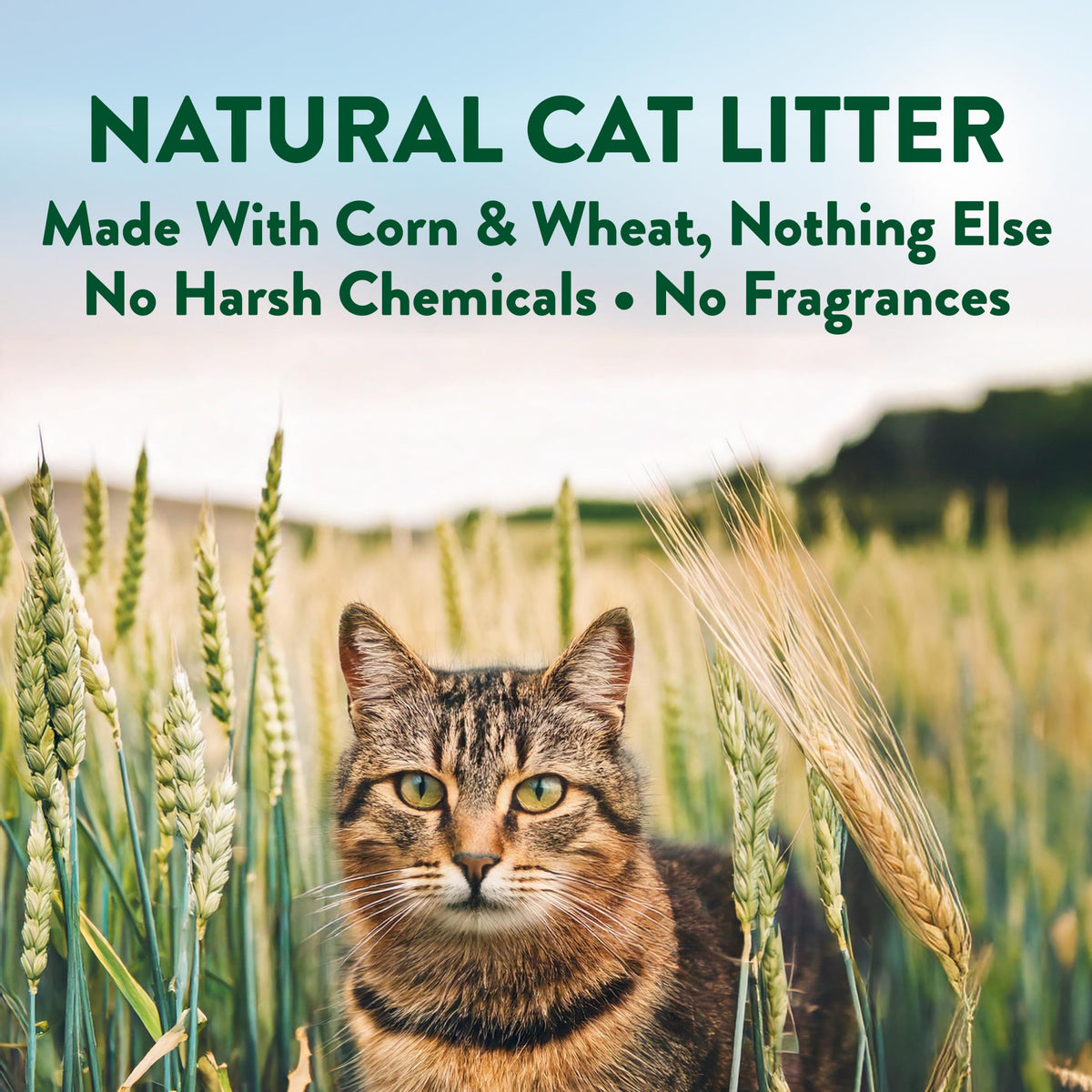 Plant-Based Clumping Cat Litter Unscented 15 Lbs C6116